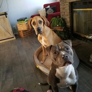 Meet your Posher, Dee dee